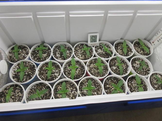 Grapefruit Grow. Week 1 - Shown are several strains