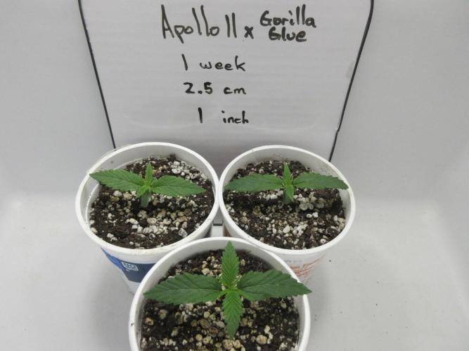 Apollo 11 x Grimm Glue Cross. Week 1 - One week in