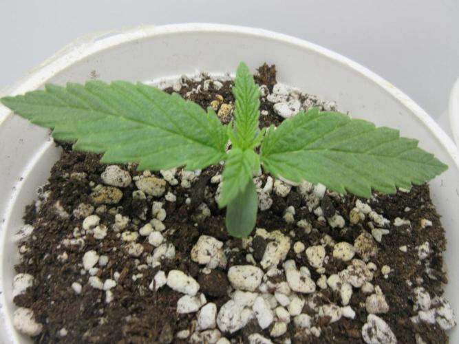 Apollo 11 x Grimm Glue Cross. Week 1 - One of three