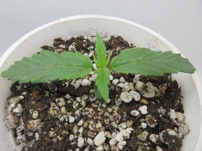 Apollo 11 x Grimm Glue Cross. Week 1 - Two of three