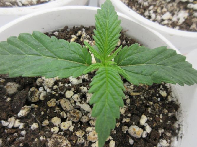 Apollo 11 x Grimm Glue Cross. Week 1 - Three of three