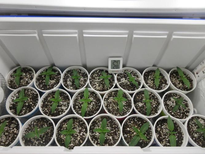 Apollo 11 x Grimm Glue Cross. Week 1 - Several strains shown in custom 64 watt 5K LED grow box