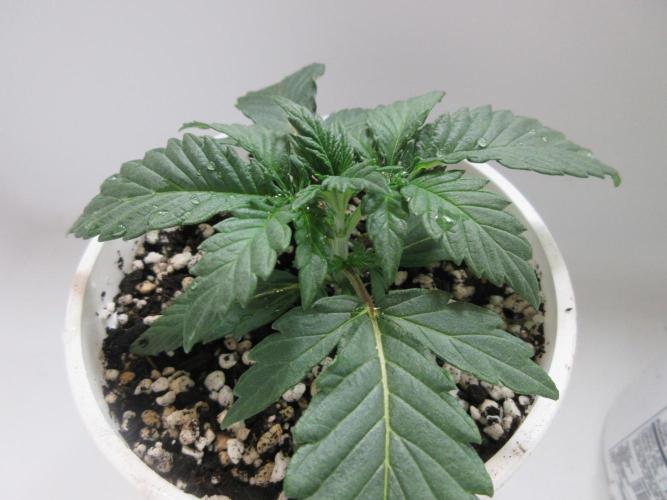 Grapefruit Grow. Week 2 - One of two