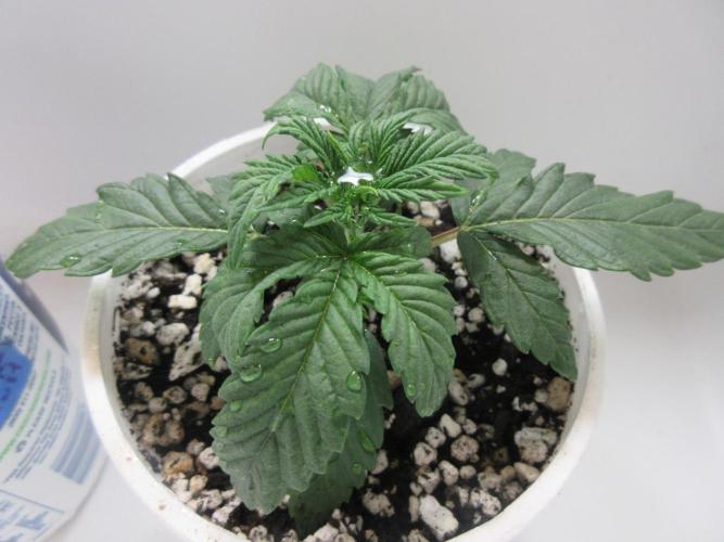 Grapefruit Grow. Week 2 - Two of two