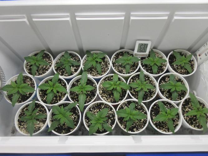 Grapefruit Grow. Week 2 - Mid-week progress