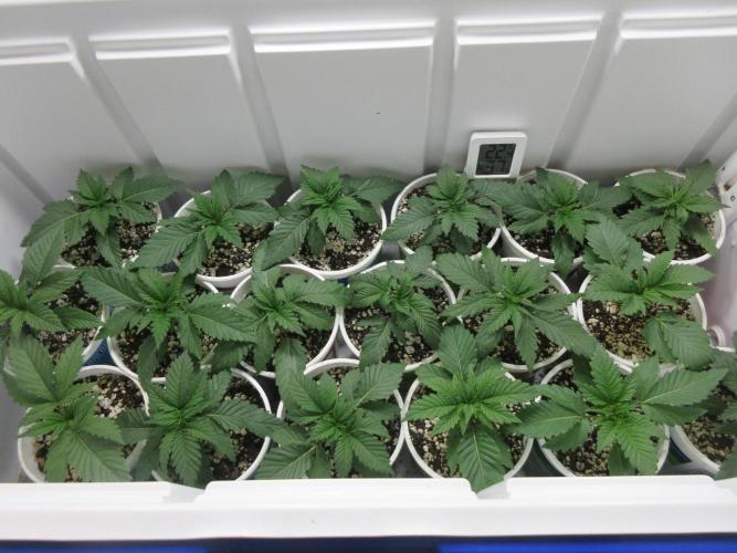 Grapefruit Grow. Week 2 - Looking good!