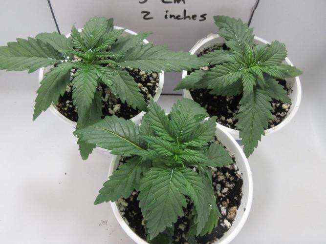 Apollo 11 x Grimm Glue Cross. Week 2 - Apollo 11 x Grimm Glue