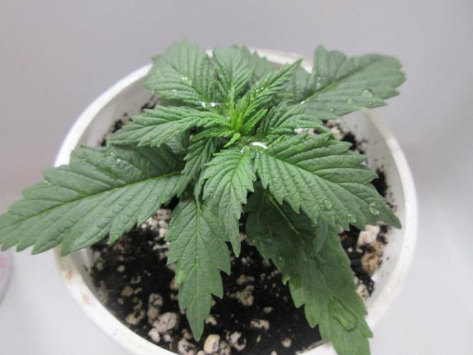 Apollo 11 x Grimm Glue Cross. Week 2 - Two of three