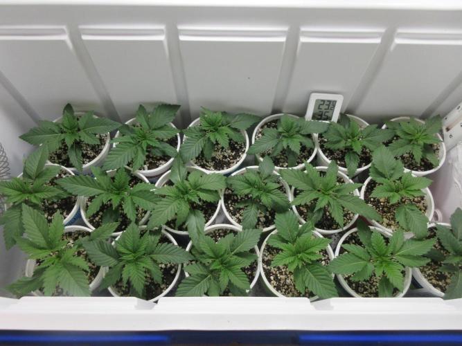 Apollo 11 x Grimm Glue Cross. Week 2