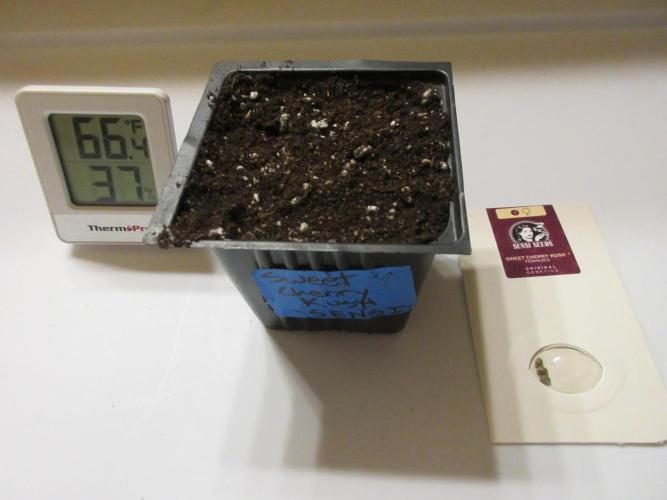 SENSI Sweet Cherry Kush-Time Lapse. Week 0