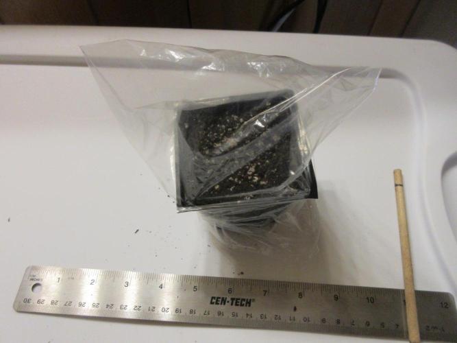 SENSI Sweet Cherry Kush-Time Lapse. Week 0 - Plastic sandwich bag for greenhouse hood