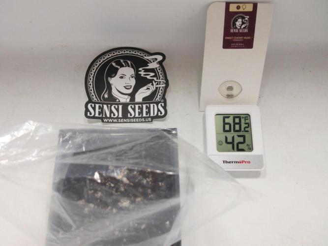 SENSI Sweet Cherry Kush-Time Lapse. Week 0 - Start