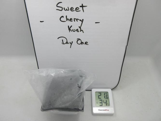 SENSI Sweet Cherry Kush-Time Lapse. Week 0