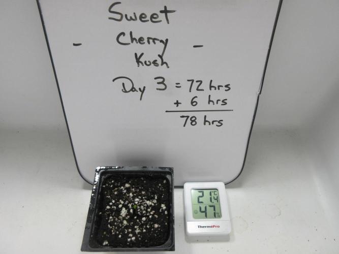 SENSI Sweet Cherry Kush-Time Lapse. Week 0 - Germination after 78 hours