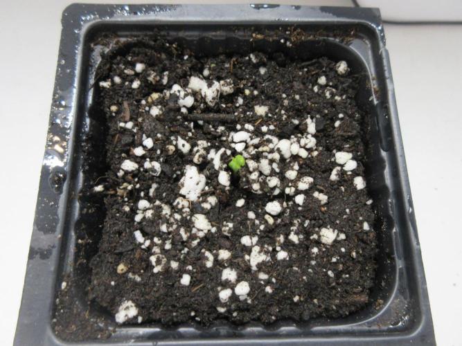 SENSI Sweet Cherry Kush-Time Lapse. Week 0 - Day 1 - Germination