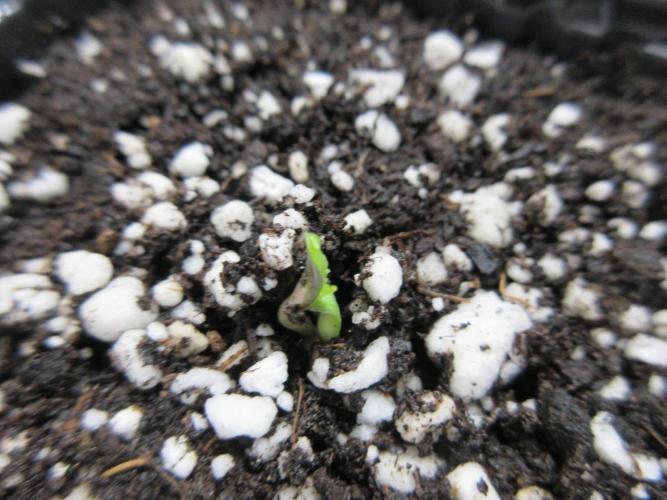 SENSI Sweet Cherry Kush-Time Lapse. Week 0 - Day 1