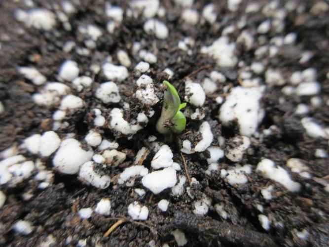 SENSI Sweet Cherry Kush-Time Lapse. Week 0 - Day 1