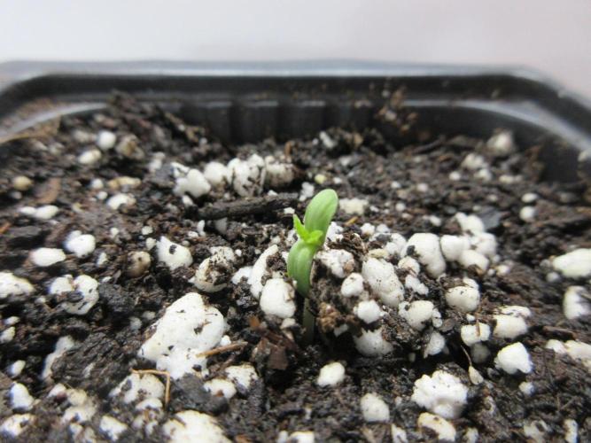 SENSI Sweet Cherry Kush-Time Lapse. Week 0 - Day 1