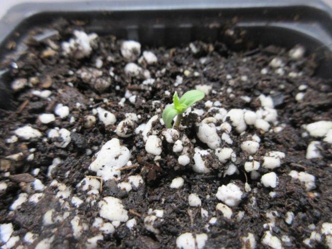 SENSI Sweet Cherry Kush-Time Lapse. Week 0 - Day 1