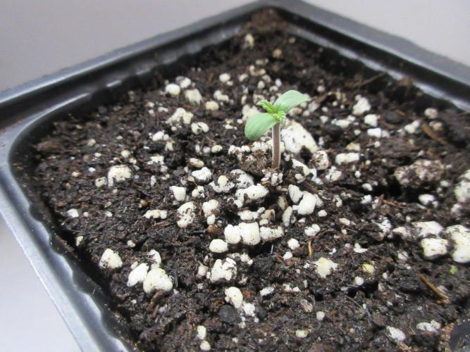 SENSI Sweet Cherry Kush-Time Lapse. Week 0 - Day 2