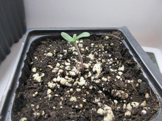 SENSI Sweet Cherry Kush-Time Lapse. Week 0 - Day 2