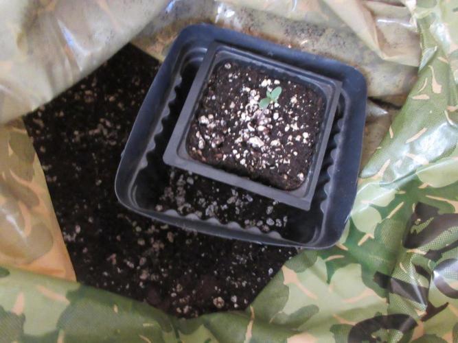 SENSI Sweet Cherry Kush-Time Lapse. Week 0 - Transplant to 1 Liter pot on Day 2