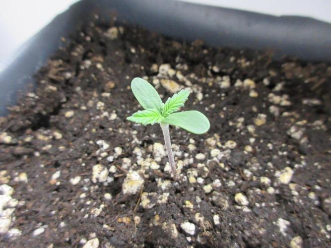 SENSI Sweet Cherry Kush-Time Lapse. Week 0 - Day 3 in 1 Liter pot