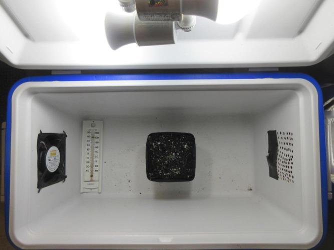 SENSI Sweet Cherry Kush-Time Lapse. Week 0 - Custom 32 watt BoomBox with 4" Dayton fan on speed controller