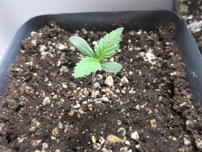 SENSI Sweet Cherry Kush-Time Lapse. Week 1 - Beginning of week 1