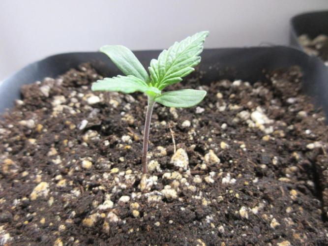 SENSI Sweet Cherry Kush-Time Lapse. Week 1 - Beginning of week