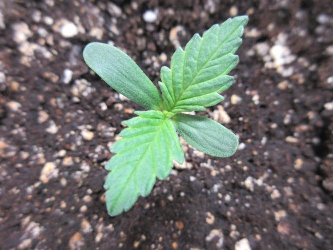 SENSI Sweet Cherry Kush-Time Lapse. Week 1 - Day 2 of week 1