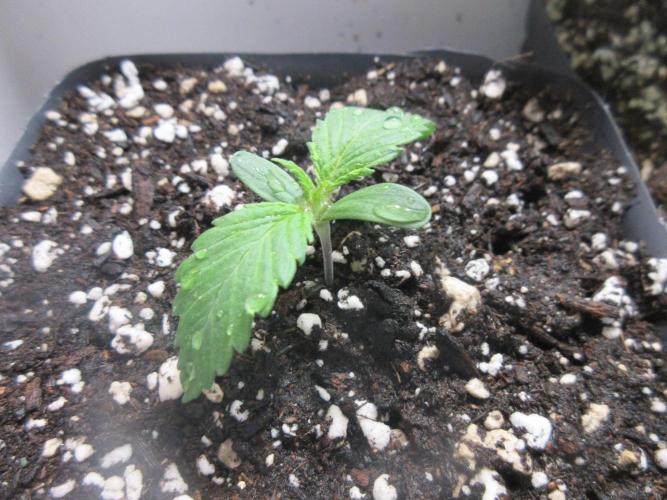 SENSI Sweet Cherry Kush-Time Lapse. Week 1 - Day 3 of week 1