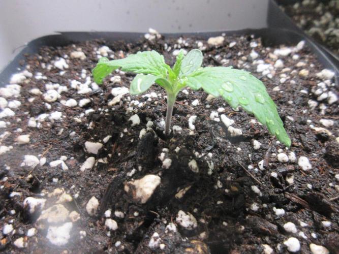 SENSI Sweet Cherry Kush-Time Lapse. Week 1 - Day 3 of week 1