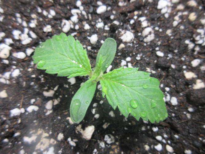 SENSI Sweet Cherry Kush-Time Lapse. Week 1 - Day 5 of week 1