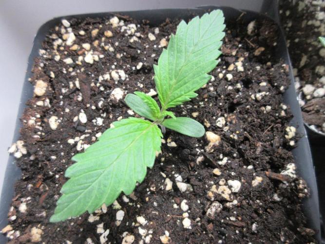 SENSI Sweet Cherry Kush-Time Lapse. Week 1 - Day 5 of week 1