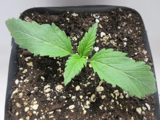 SENSI Sweet Cherry Kush-Time Lapse. Week 1 - Day 7 of week 1