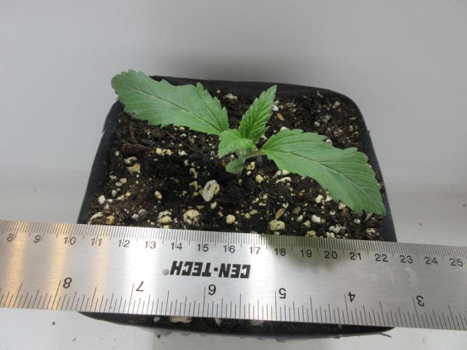 SENSI Sweet Cherry Kush-Time Lapse. Week 1 - Day 7 of week 1