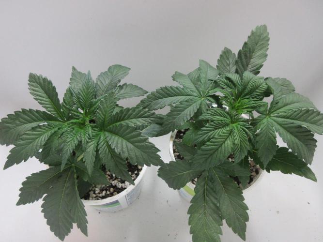 Grapefruit Grow. Week 3 - Grapefruit - Week 3