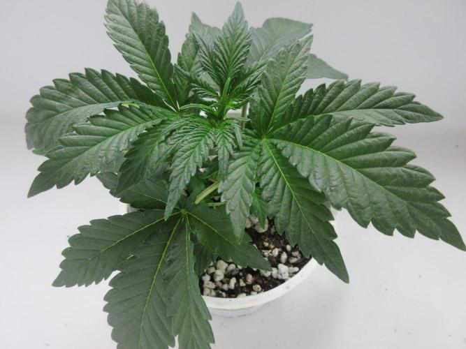 Grapefruit Grow. Week 3 - Plant 1 of 2; 8 cm