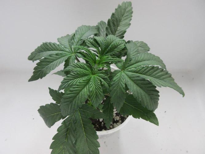 Grapefruit Grow. Week 3 - Plant 2 of 2; 10 cm