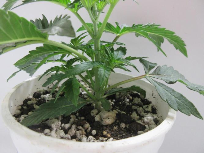 Grapefruit Grow. Week 3 - 1 of 2