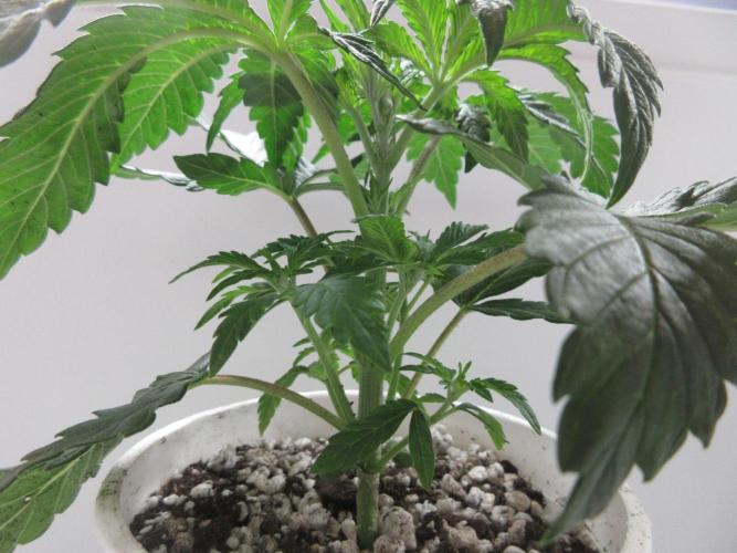 Grapefruit Grow. Week 3 - 2 of 2