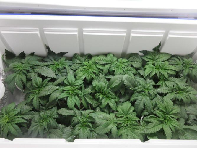 Grapefruit Grow. Week 3 - Sea of green - several strains shown