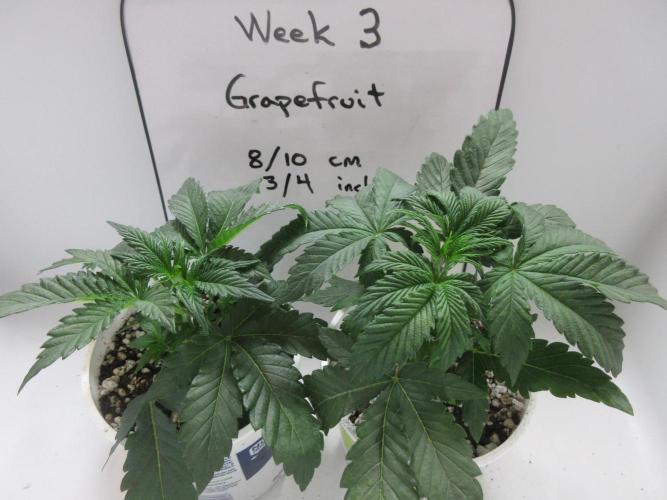 Grapefruit Grow. Week 3 - Week 3 completed
