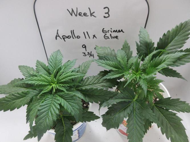 Apollo 11 x Grimm Glue Cross. Week 3 - Week 3 completed