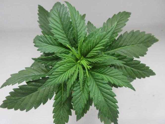 Apollo 11 x Grimm Glue Cross. Week 3 - Plant 1 of 2