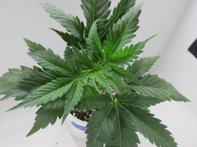 Apollo 11 x Grimm Glue Cross. Week 3 - Plant 2 of 2