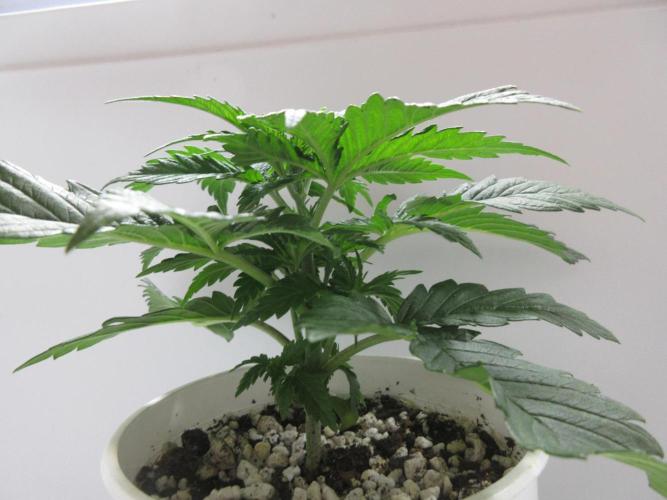 Apollo 11 x Grimm Glue Cross. Week 3 - Plant 1 of 2