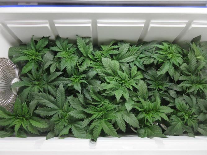 Apollo 11 x Grimm Glue Cross. Week 3 - Sea of green - several strains shown