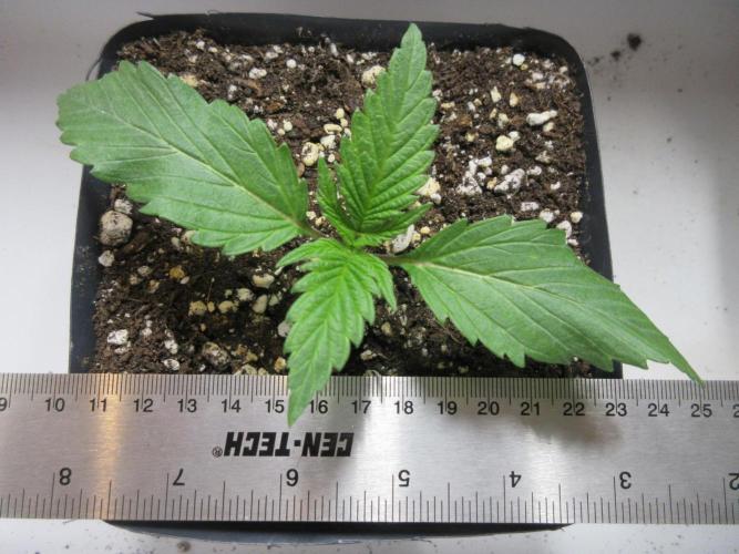 SENSI Sweet Cherry Kush-Time Lapse. Week 2 - Day 8